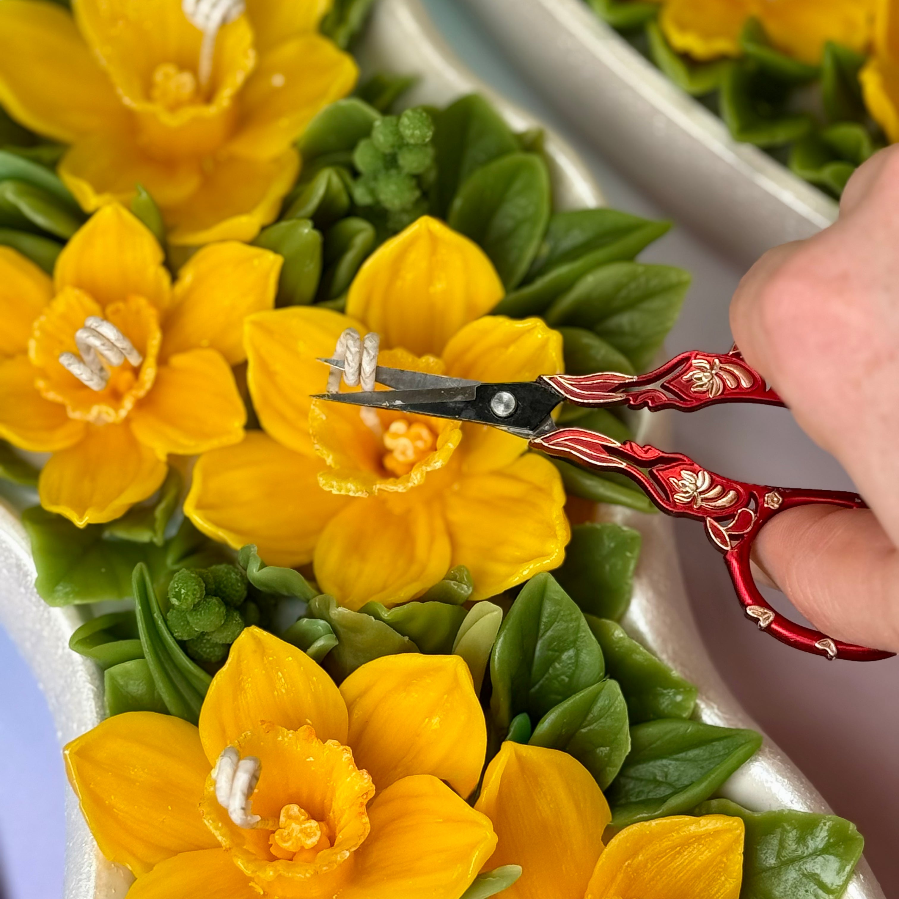 Final quality control trim of a beeswax daffodil candle with red ornate artisan scissors.