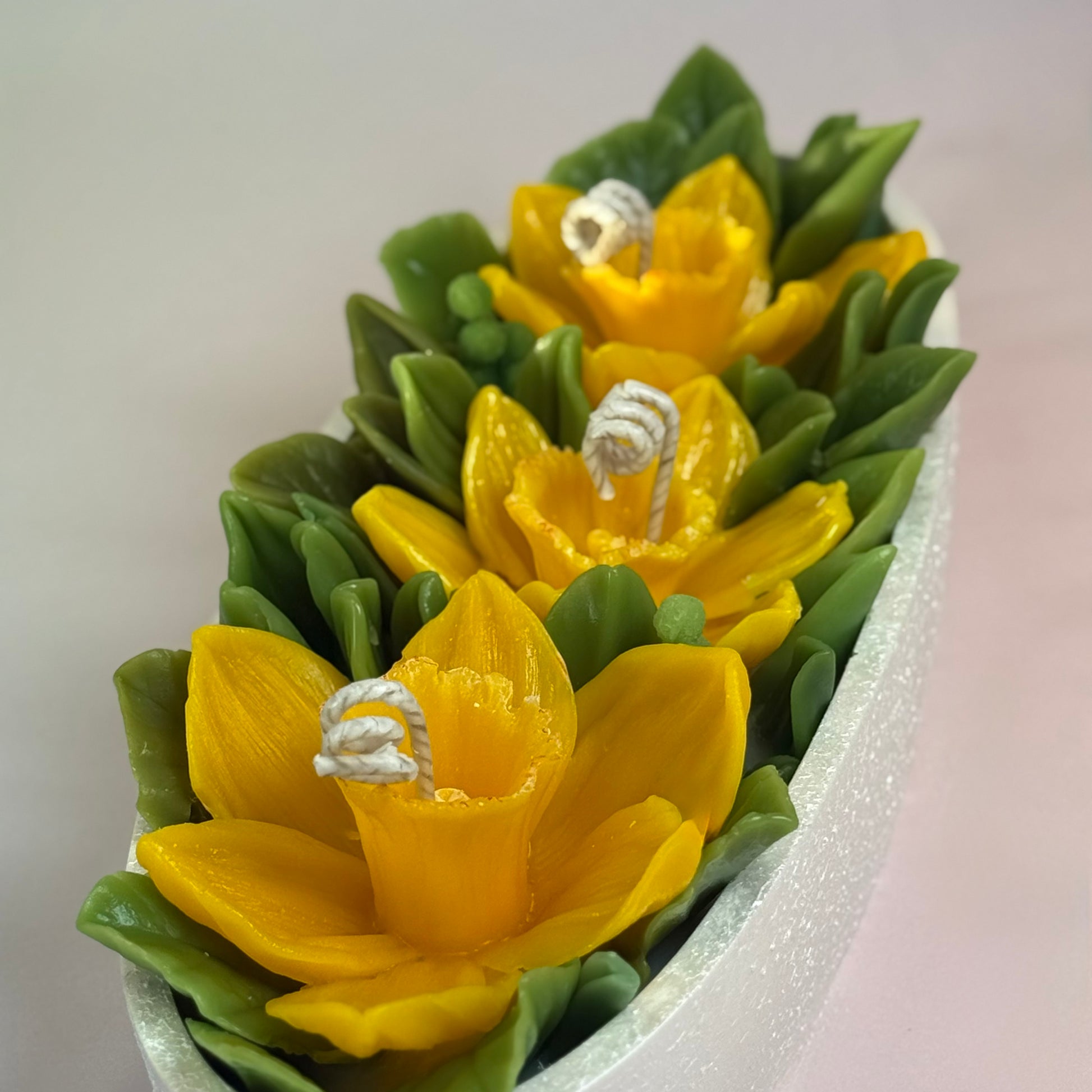 High angle shot showing the detailed green beeswax leaves and vibrant yellow daffodil blooms.